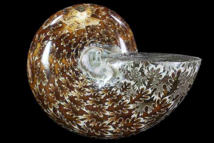 Polished, Agatized Ammonite (Cleoniceras) - Madagascar #88088